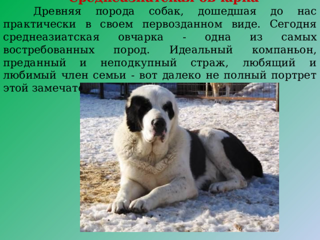 Среднеазиатская овчарка  Древняя порода coбак, дошедшая до нас практически в своем первозданном виде. Сегодня среднеазиатская овчарка - одна из самых востребованных пород. Идеальный компаньон, преданный и неподкупный страж, любящий и любимый член семьи - вот далеко не полный портрет этой замечательной coбаки. 