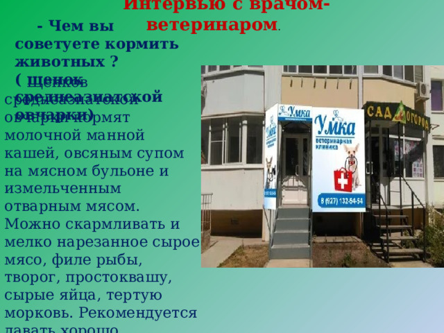 Интервью с врачом-ветеринаром . - Чем вы советуете кормить животных ? ( щенок среднеазиатской овчарки) Щенков среднеазиатской овчарки кормят молочной манной кашей, овсяным супом на мясном бульоне и измельченным отварным мясом. Можно скармливать и мелко нарезанное сырое мясо, филе рыбы, творог, простоквашу, сырые яйца, тертую морковь. Рекомендуется давать хорошо проваренные кости. 