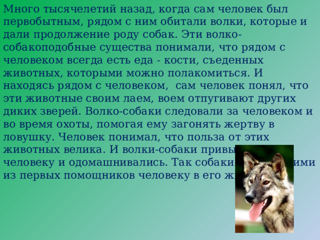 Много тысячелетий назад, когда сам человек был первобытным, рядом с ним обитали волки, которые и дали продолжение роду собак. Эти волко-собакоподобные существа понимали, что рядом с человеком всегда есть еда - кости, съеденных животных, которыми можно полакомиться. И находясь рядом с человеком, сам человек понял, что эти животные своим лаем, воем отпугивают других диких зверей. Волко-собаки следовали за человеком и во время охоты, помогая ему загонять жертву в ловушку. Человек понимал, что польза от этих животных велика. И волки-собаки привыкали к человеку и одомашнивались. Так собаки стали одними из первых помощников человеку в его жизни. 