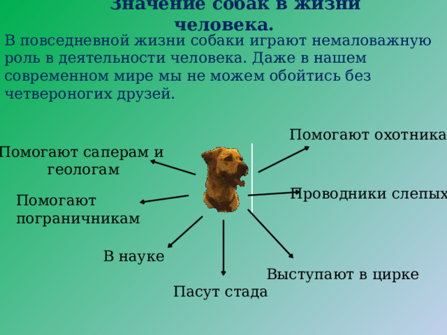 Значение собак в жизни человека. В повседневной жизни собаки играют немаловажную роль в деятельности человека. Даже в нашем современном мире мы не можем обойтись без четвероногих друзей. Помогают охотникам Помогают саперам и геологам Проводники слепых Помогают пограничникам  В науке Выступают в цирке Пасут стада 