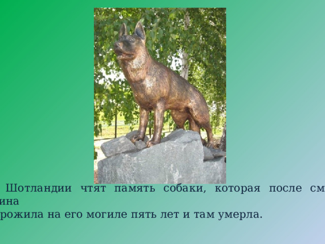 В Шотландии чтят память собаки, которая после смерти хозяина  прожила на его могиле пять лет и там умерла. 