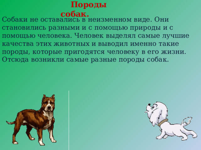Породы собак. Собаки не оставались в неизменном виде. Они становились разными и с помощью природы и с помощью человека. Человек выделял самые лучшие качества этих животных и выводил именно такие породы, которые пригодятся человеку в его жизни. Отсюда возникли самые разные породы собак. 