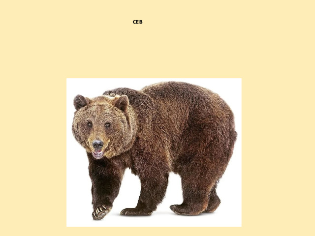  СЕВ 