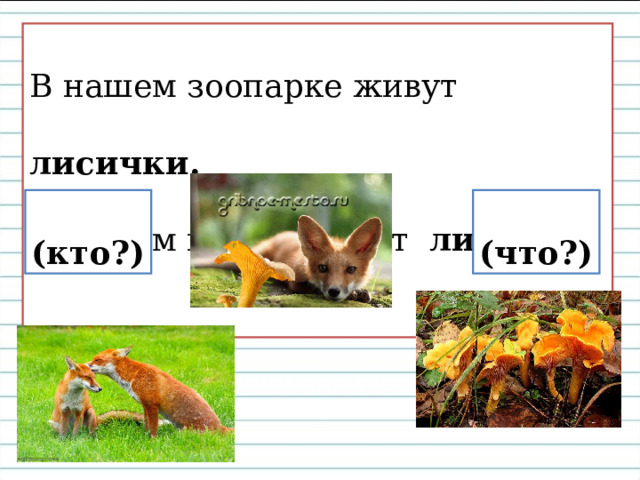 В нашем зоопарке живут лисички. В нашем парке растут лисички. (кто?) (что?) 