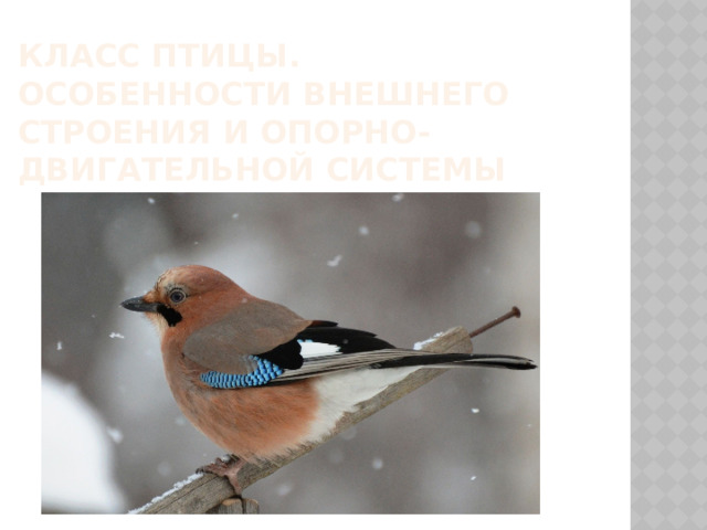 Класс Птицы. Особенности внешнего строения и опорно-двигательной системы 