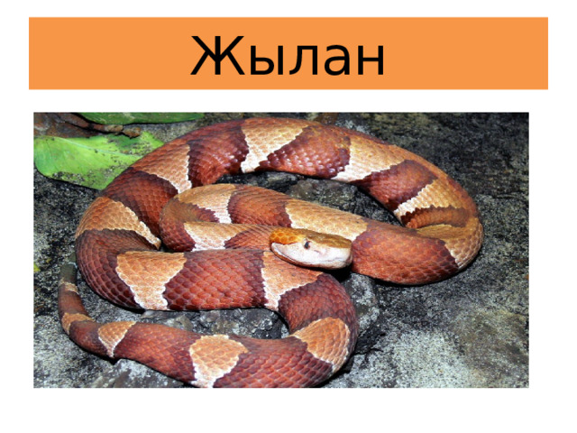 Жылан 