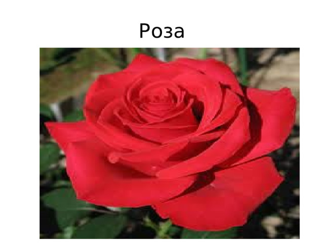 Роза 