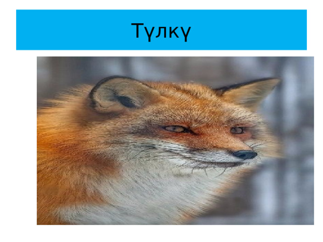 Түлкү 