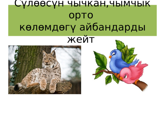 Сүлөөсүн чычкан,чымчык орто  көлөмдөгү айбандарды жейт. 