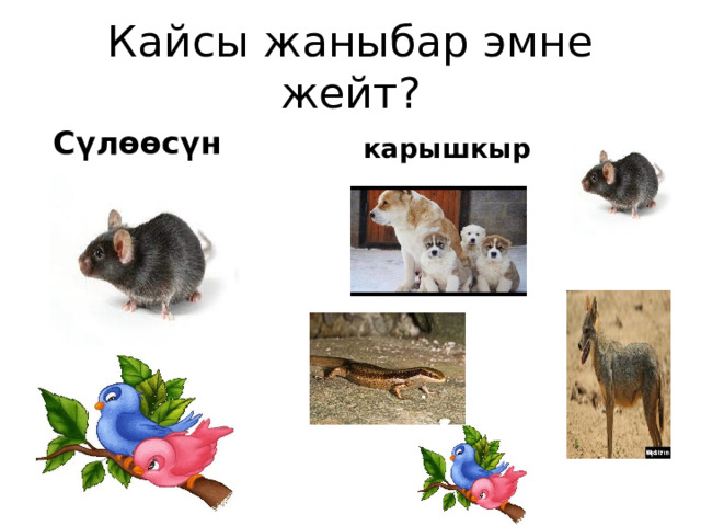Кайсы жаныбар эмне жейт?  Сүлөөсүн карышкыр 