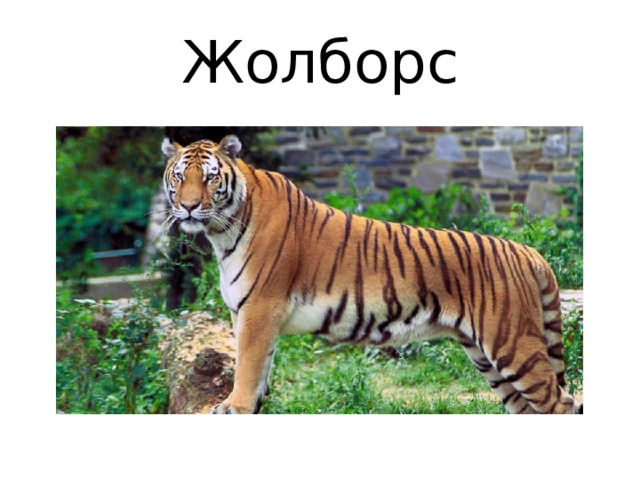 Жолборс 