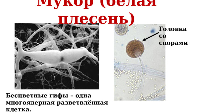 Мукор (белая плесень) Головка со спорами Бесцветные гифы – одна многоядерная разветвлённая клетка. 