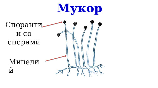 Мукор Спорангии со спорами Мицелий 