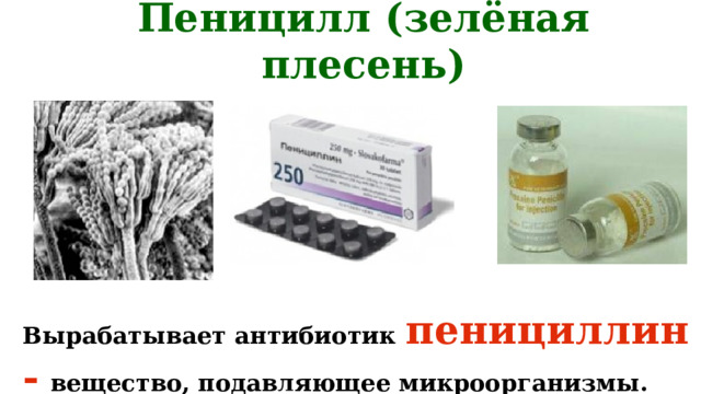 Пеницилл (зелёная плесень) Вырабатывает антибиотик  пенициллин -  вещество, подавляющее микроорганизмы. 
