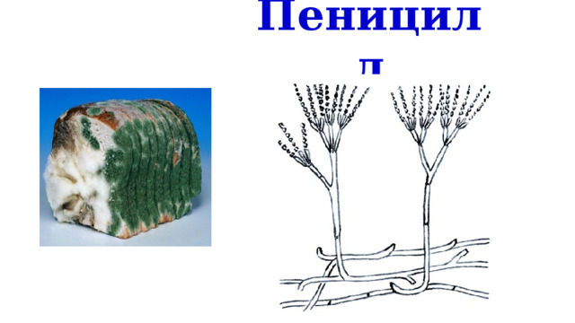 Пеницилл 