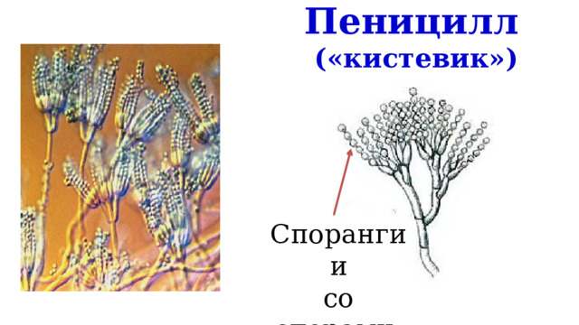 Пеницилл («кистевик») Спорангии со спорами 