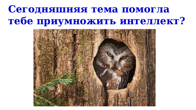 Сегодняшняя тема помогла тебе приумножить интеллект? http://wildography.co.uk/wp-content/uploads/2013/02/northern-saw-whet-in-cavity-by-mike-lentz.jpg  