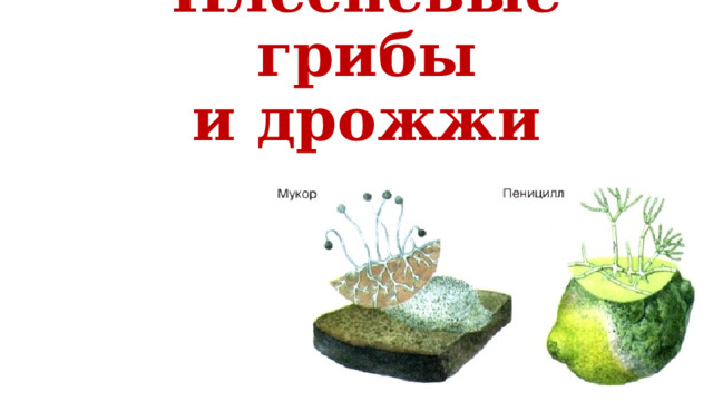 Плесневые грибы  и дрожжи 