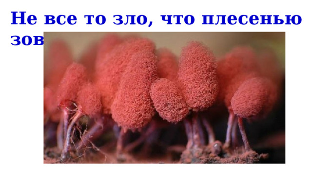 Не все то зло, что плесенью зовется! 