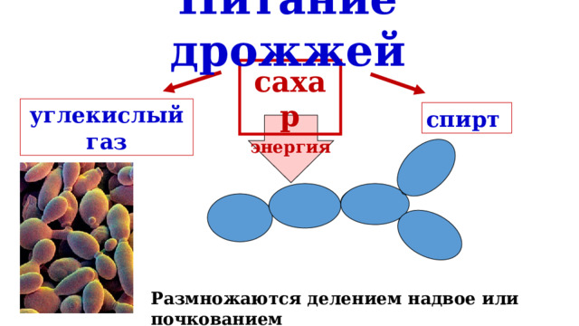 Питание дрожжей сахар углекислый газ спирт энергия Размножаются делением надвое или почкованием 