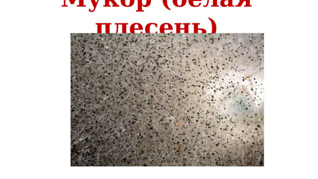 Мукор (белая плесень) Широко распространены в верхнем слое почвы, также развиваются на продуктах питания и органических остатках. Некоторые виды вызывают болезни (мукоромикозы) животных и человека, другие используются для получения антибиотиков или в качестве закваски (так как некоторые мукоровые грибы обладают высокой ферментативной активностью). Некоторые виды мукора используются в качестве закваски («китайские дрожжи») или непосредственно для производства сброженных продуктов питания («соевый сыр»,) из сои и злаков, а также для получения этанола из картофеля. Мукор раманниановый производит антибиотик ровамицин.  