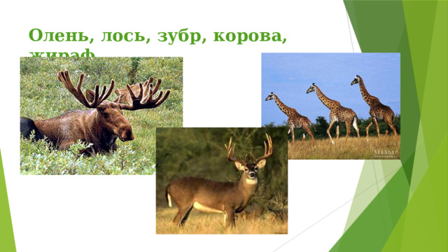 Олень, лось, зубр, корова, жираф 