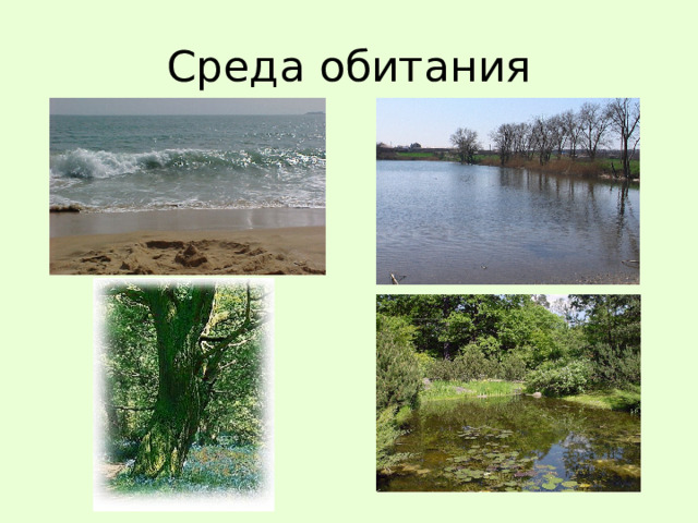 Среда обитания 
