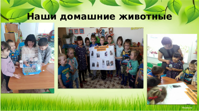 Наши домашние животные 