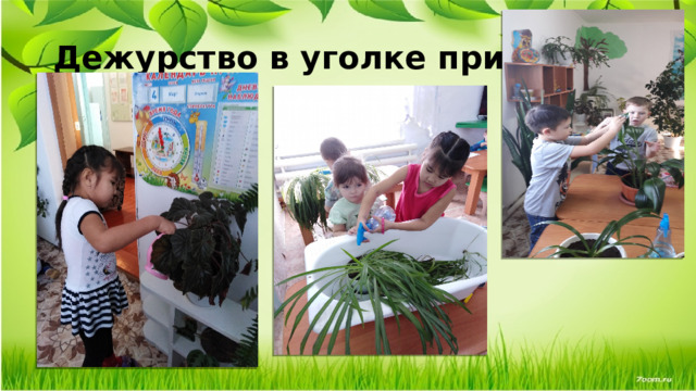 Дежурство в уголке природы 
