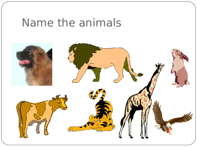 Name the animals 
