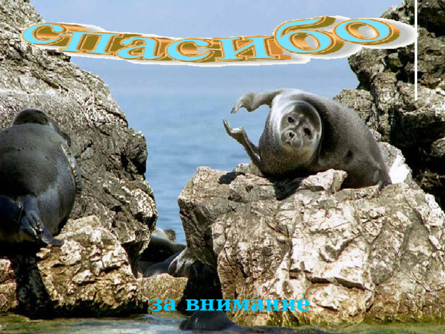 за внимание 