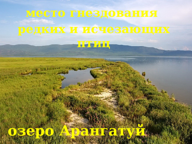 место гнездования редких и исчезающих птиц озеро Арангатуй 