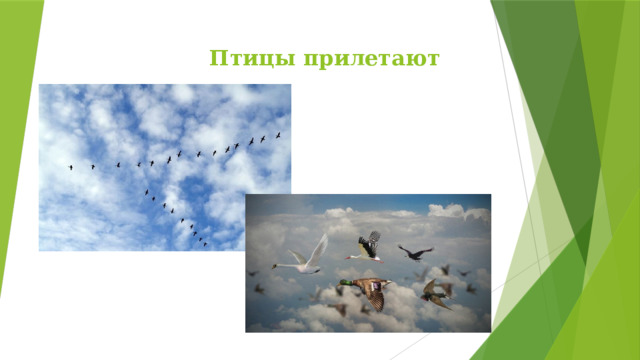 Птицы прилетают 