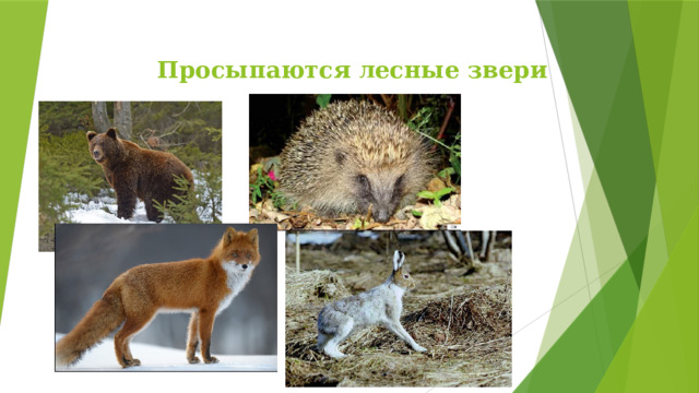 Просыпаются лесные звери 