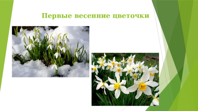 Первые весенние цветочки 