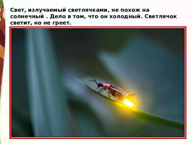 Свет, излучаемый светлячками, не похож на солнечный . Дело в том, что он холодный. Светлячок светит, но не греет. 