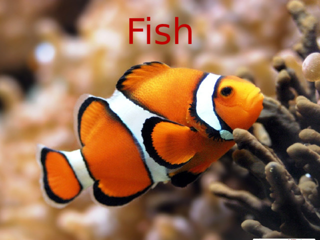 Fish 
