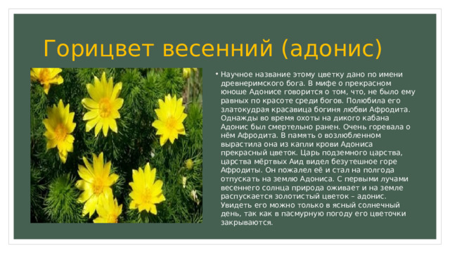 Горицвет весенний (адонис) Научное название этому цветку дано по имени древнеримского бога. В мифе о прекрасном юноше Адонисе говорится о том, что, не было ему равных по красоте среди богов. Полюбила его златокудрая красавица богиня любви Афродита. Однажды во время охоты на дикого кабана Адонис был смертельно ранен. Очень горевала о нём Афродита. В память о возлюбленном вырастила она из капли крови Адониса прекрасный цветок. Царь подземного царства, царства мёртвых Аид видел безутешное горе Афродиты. Он пожалел её и стал на полгода отпускать на землю Адониса. С первыми лучами весеннего солнца природа оживает и на земле распускается золотистый цветок – адонис. Увидеть его можно только в ясный солнечный день, так как в пасмурную погоду его цветочки закрываются. 