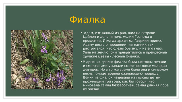  Фиалка  Адам, изгнанный из рая, жил на острове Цейлон и день, и ночь молил Господа о прощении. И когда архангел Гавриил принес Адаму весть о прощении, изгнанник так растрогался, что слезы брызнули из его глаз. Упав на землю, они превратились в прекрасные хрупкие цветы - лесные фиалки. У древних греков фиалка была цветком печали и смерти: ими усыпали смертное ложе молодых девушек. Но в то же время была она и символом весны, олицетворяла оживающую природу. Венки из фиалок надевали на головы детям, прожившим три года, как бы говоря, что миновала самая беззаботная, самая ранняя пора их жизни. 