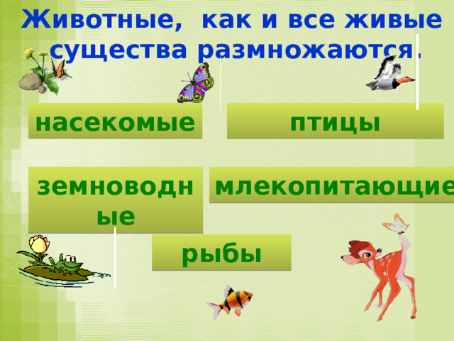Животные, как и все живые  существа размножаются. насекомые птицы земноводные млекопитающие рыбы 