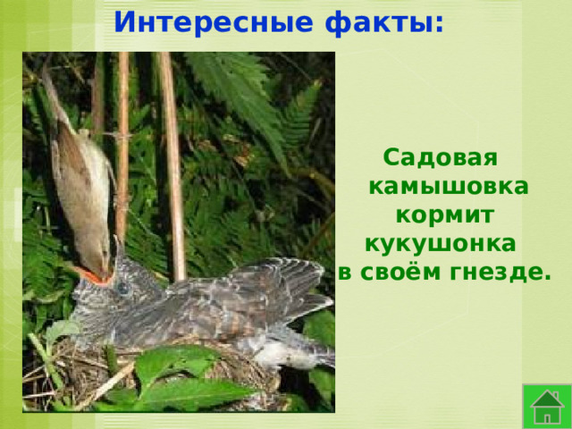 Интересные факты: Садовая  камышовка  кормит кукушонка в своём гнезде. 