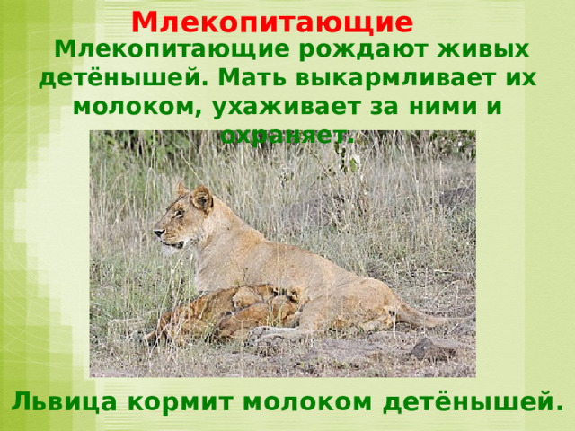 Млекопитающие  Млекопитающие рождают живых детёнышей. Мать выкармливает их молоком, ухаживает за ними и охраняет. Львица кормит молоком детёнышей. 