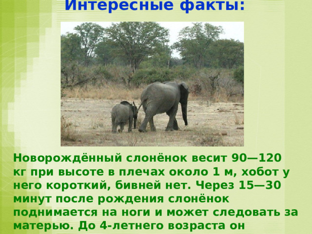 Интересные факты: Новорождённый слонёнок весит 90—120 кг при высоте в плечах около 1 м, хобот у него короткий, бивней нет. Через 15—30 минут после рождения слонёнок поднимается на ноги и может следовать за матерью. До 4-летнего возраста он нуждается в материнской опеке. 