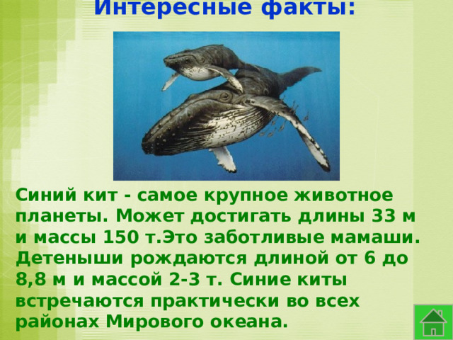 Интересные факты: Синий кит - самое крупное животное планеты. Может достигать длины 33 м и массы 150 т. Это заботливые мамаши. Детеныши рождаются длиной от 6 до 8,8 м и массой 2-3 т. Синие киты встречаются практически во всех районах Мирового океана. 