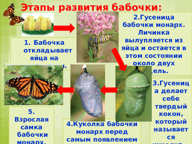 Этапы развития бабочки: 2.Гусеница бабочки монарх. Личинка вылупляется из яйца и остается в этом состоянии около двух недель. Бабочка откладывает яйца на растения. 3.Гусеница делает себе твердый кокон, который называется куколка.  5. Взрослая самка  бабочки монарх. 4.Куколка бабочки монарх перед самым появлением бабочки. 
