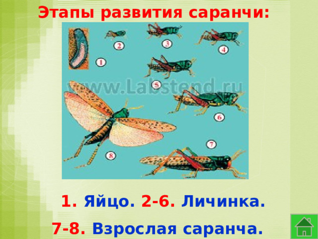 Этапы развития саранчи: 1. Яйцо. 2-6. Личинка. 7-8. Взрослая саранча. 