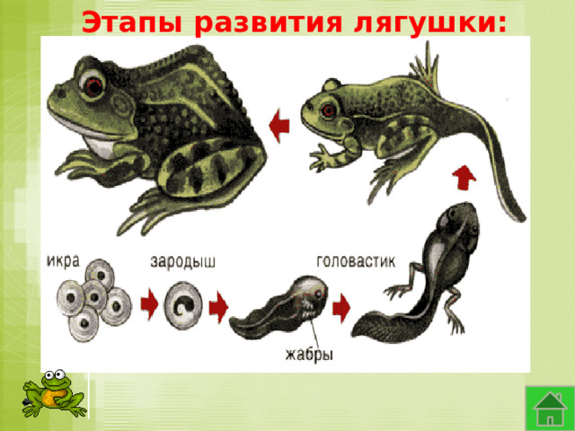 Этапы развития лягушки: 