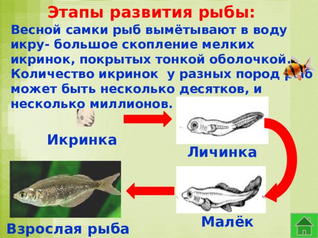 Этапы развития рыбы: Весной самки рыб вымётывают в воду икру- большое скопление мелких икринок, покрытых тонкой оболочкой. Количество икринок у разных пород рыб может быть несколько десятков, и несколько миллионов. Икринка Личинка Малёк Взрослая рыба 
