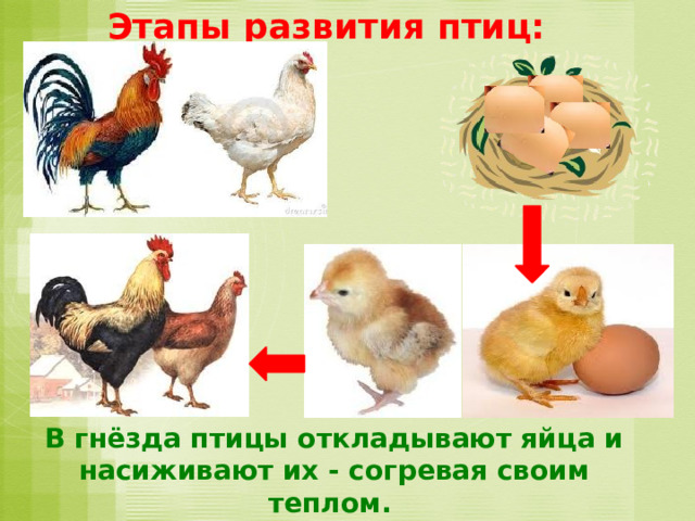 Этапы развития птиц: В гнёзда птицы откладывают яйца и насиживают их - согревая своим теплом.  