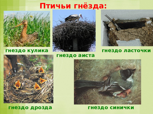 Птичьи гнёзда: гнездо кулика гнездо ласточки гнездо аиста гнездо дрозда гнездо синички 